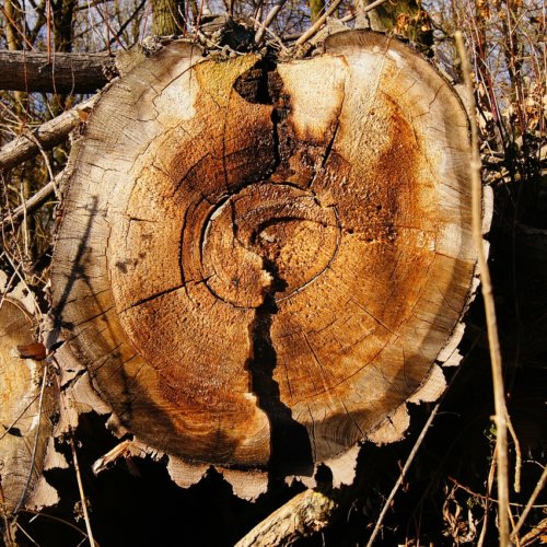 Rosnówko – tragedia podczas wycinki drzew