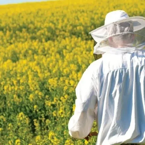 Miód leśny – jakie właściwości zdrowotne wynikają z jego naturalnego pochodzenia?